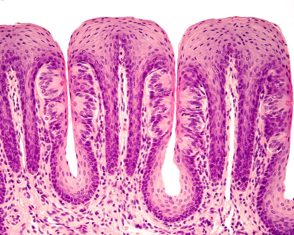 Style Nerve Reveals Coronavirus Entryways