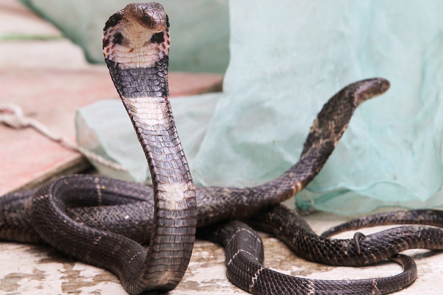 Swedish Zoo Looking for Lacking Cobra ‘Sir Hiss’ After Snake Escapes