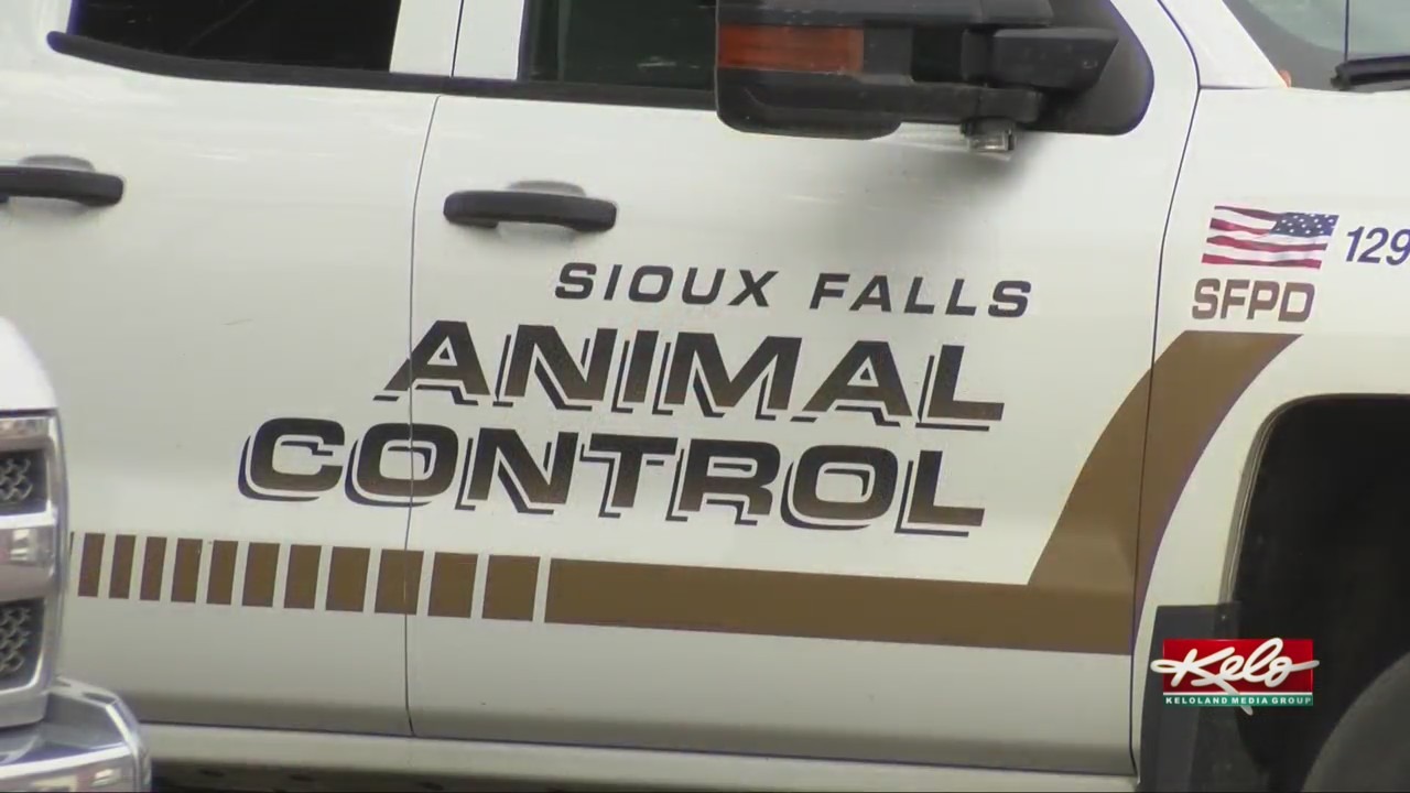 Sioux Falls seeing rise in rabies circumstances; vaccinate your pets