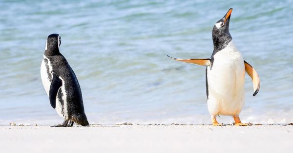 A number of Falklands’ fauna footage on the Comedy Wildlife Pictures awards — MercoPress