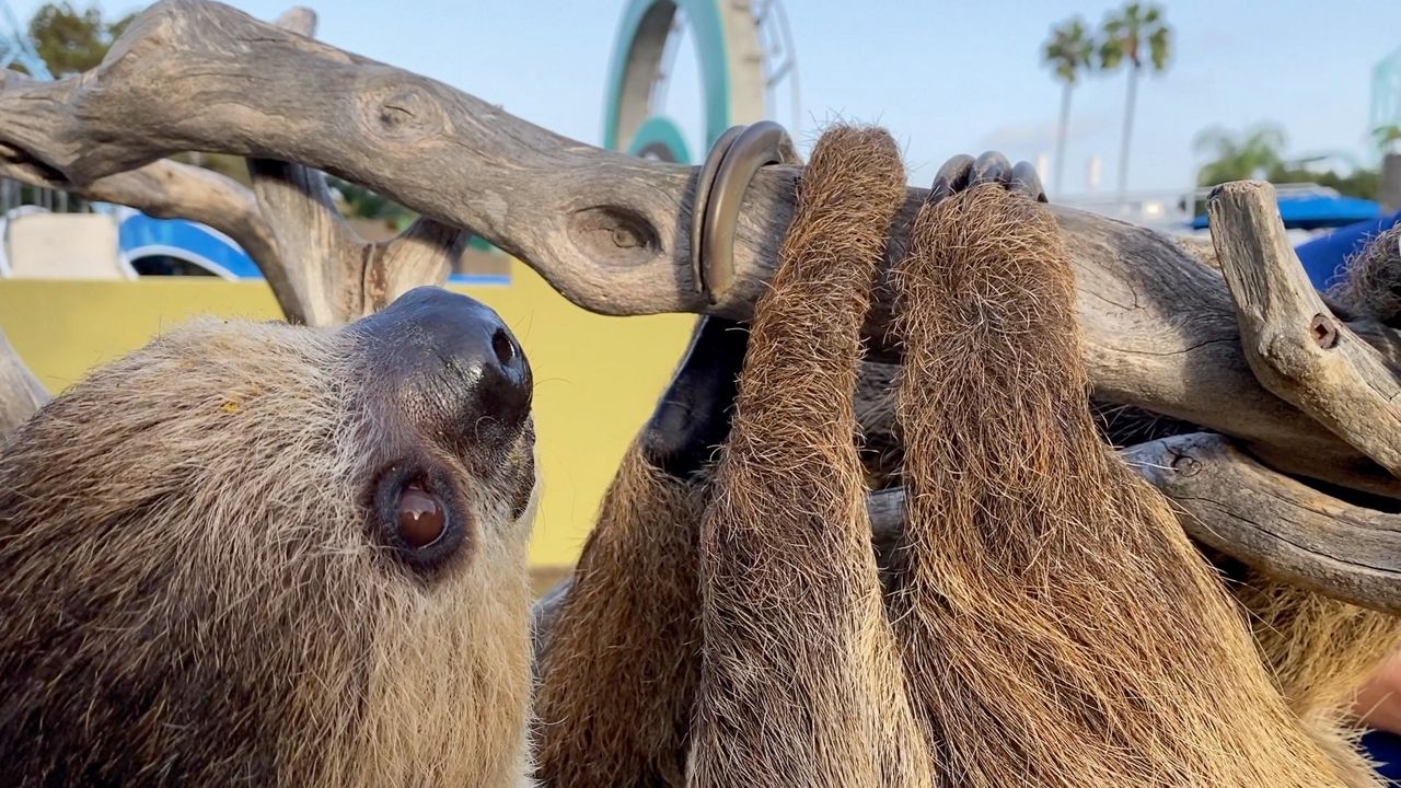 San Diego sloths assist elevate consciousness