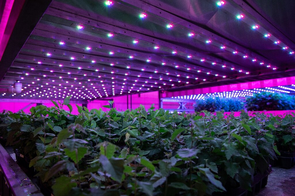 LED tech boosts saplings, hopes for UK net zero bid