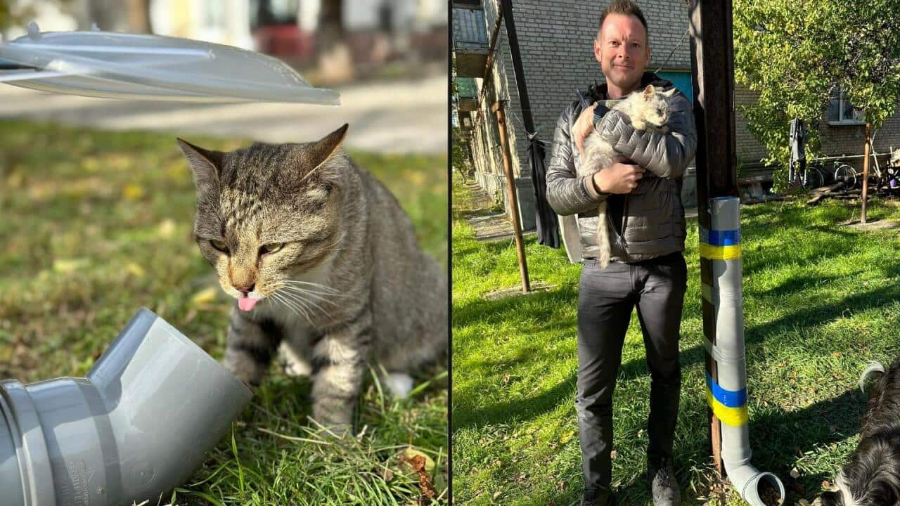 The pets left behind by Ukrainians fleeing struggle are ravenous. This man helps to feed them