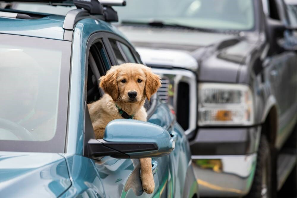 B.C. Ferries pilot challenge permits pets on out of doors decks