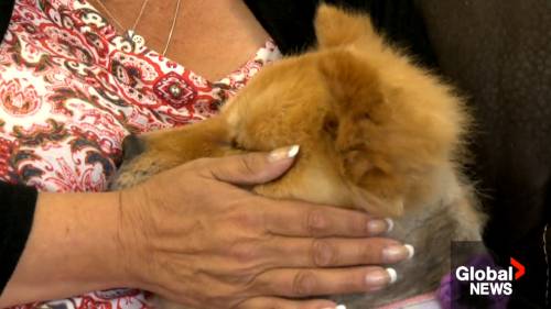 New effort to assist pets that make a ‘large distinction’ for Calgary veterans