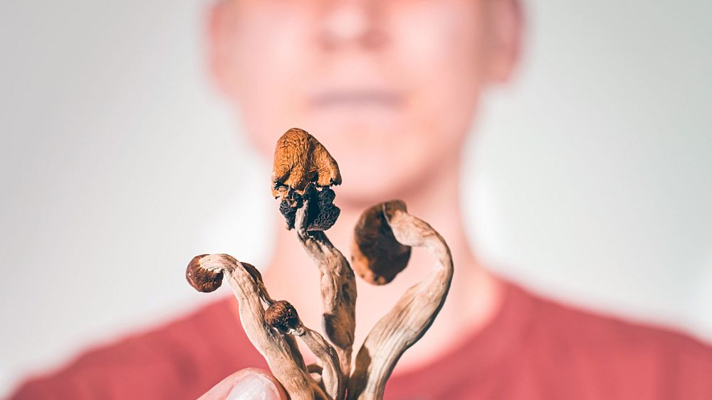 Psilocybin in magic mushrooms ‘considerably reduces’ signs of despair, trial reveals