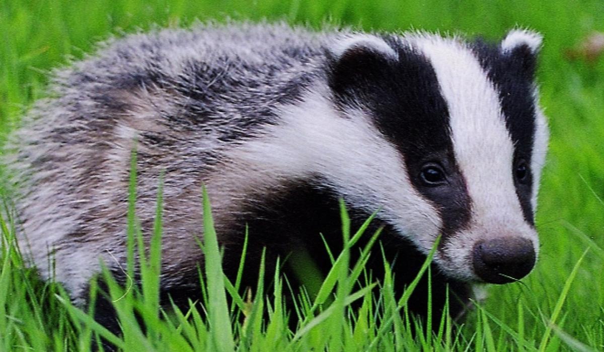 Pet hates: Badgers cannot be saved as pets by Tipperary council housing tenants