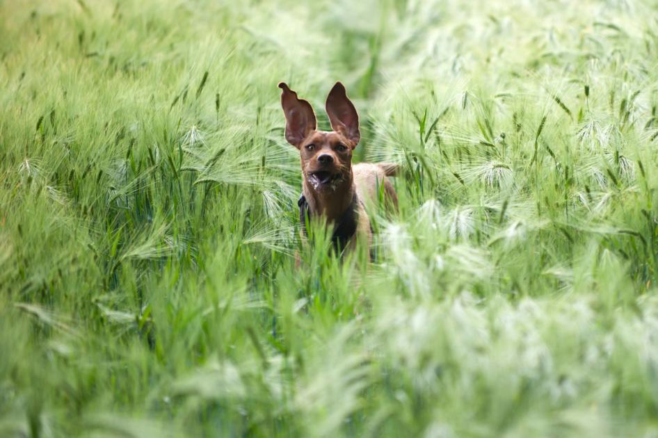 PDSA’s Weekly Pet Care Column: Poisonous Autumn Vegetation