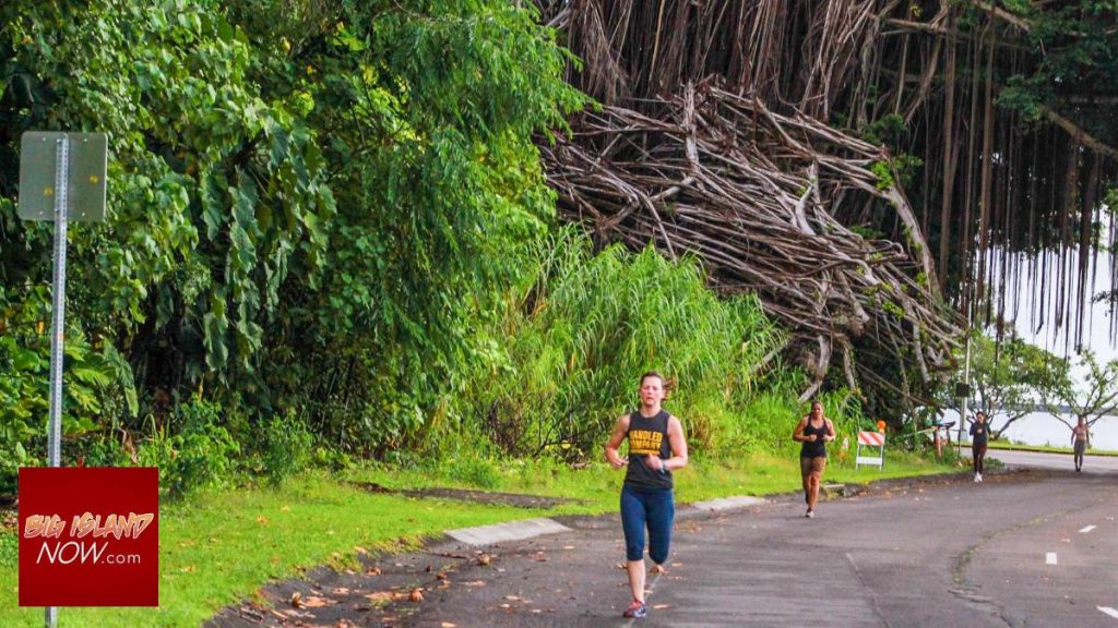 Majestic banyan collapses alongside Hilo’s iconic street adorned with celebrity-planted bushes : Kauai Now