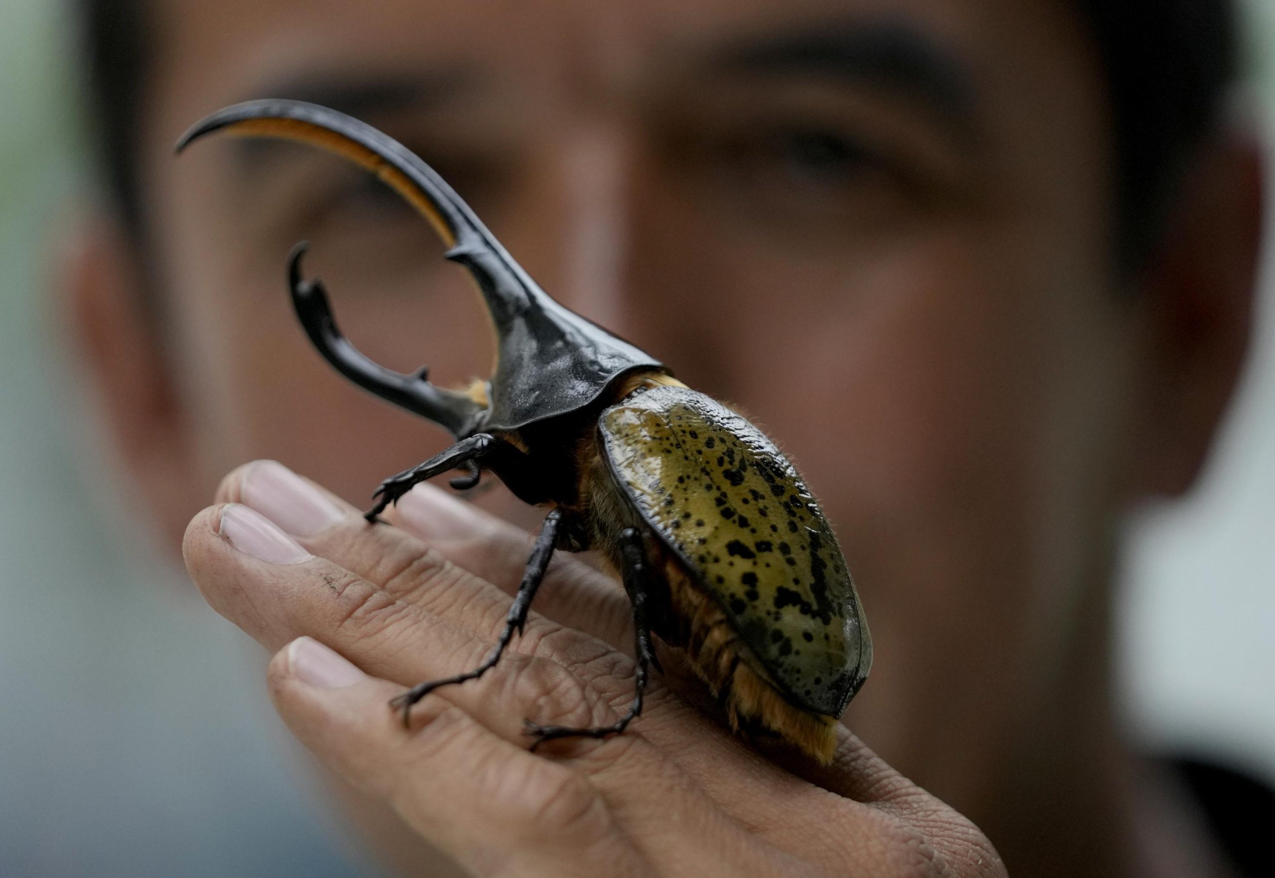 Arduous-working Colombian beetles clear rubbish, retire as pets