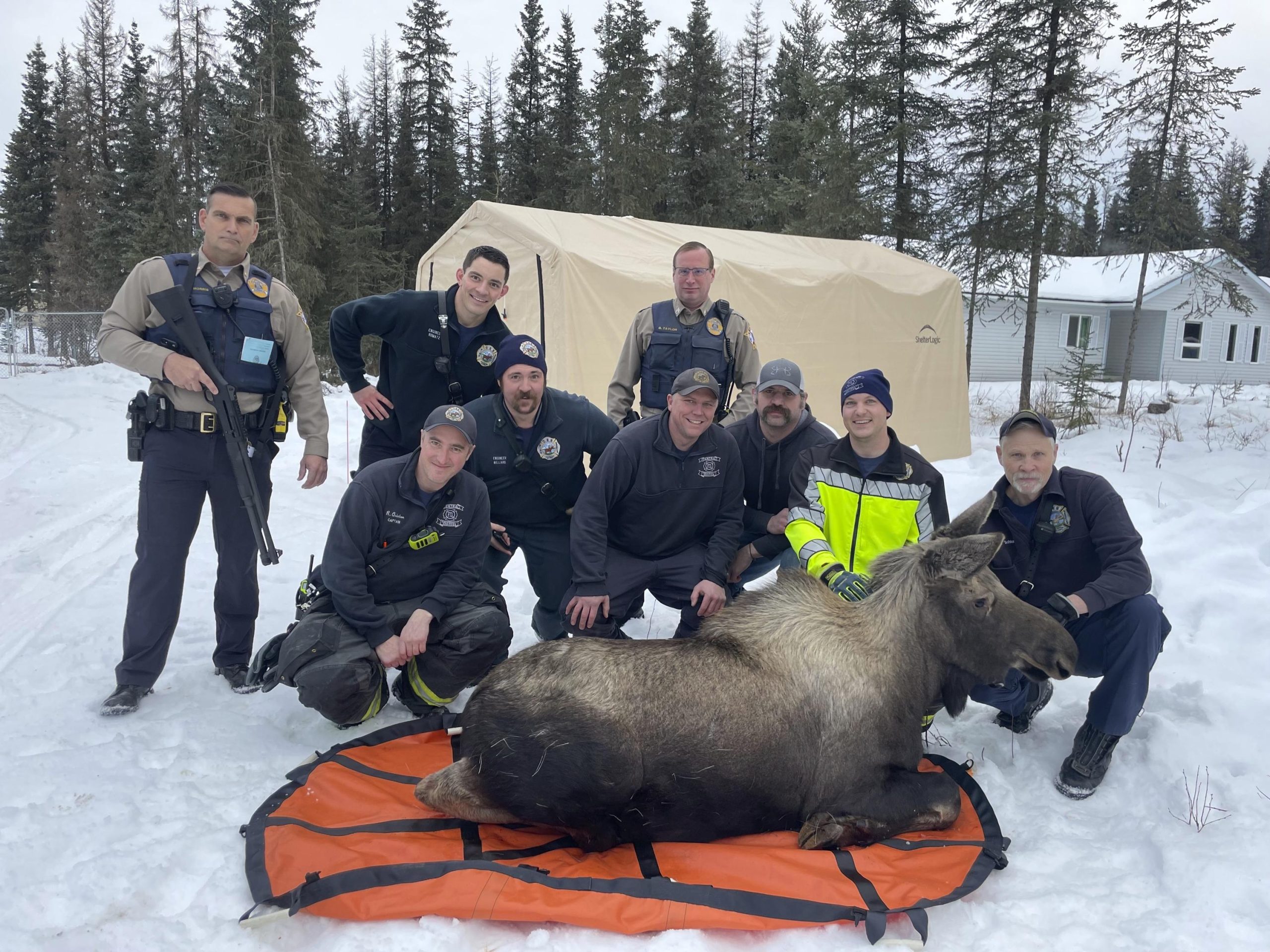 Alaska firefighters assist rescue a moose trapped in a house