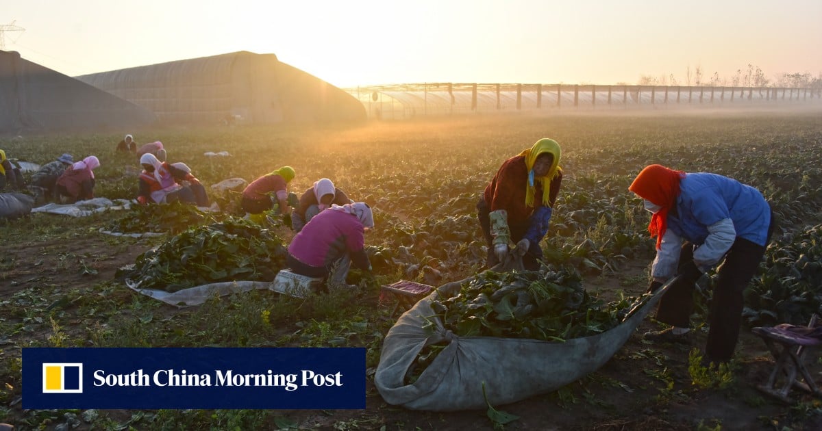 China’s farmers watch greens rot as Covid curbs disrupt transport – South China Morning Submit