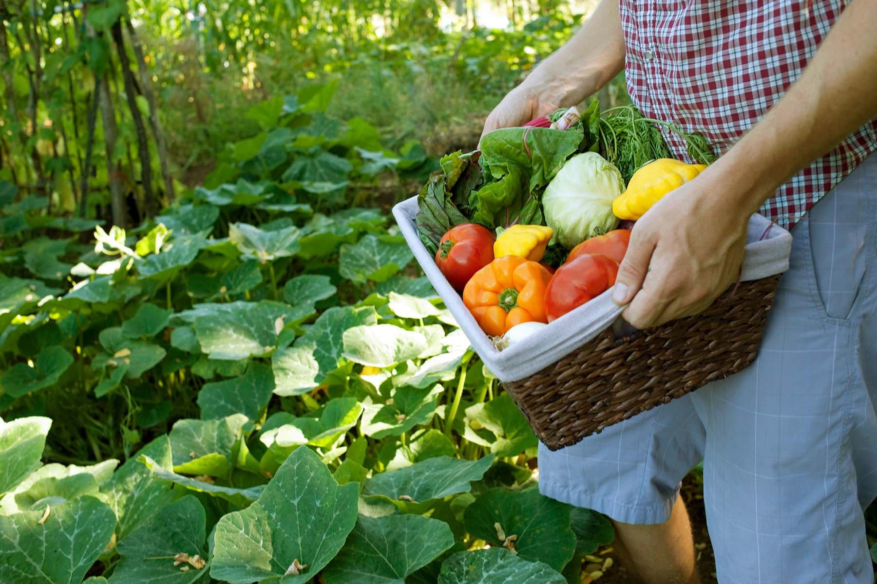 How Life-style Modifications Like Gardening Helped Me With My Sleep Apnea