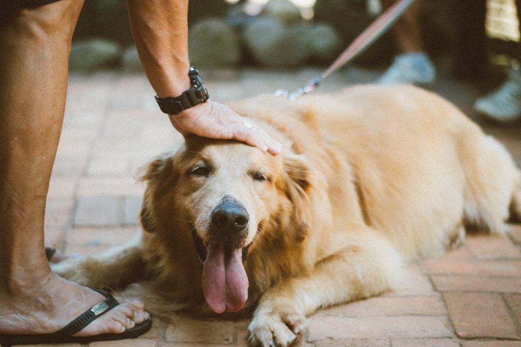 Canine homeowners urged to acquire licenses for his or her pets in Brunei