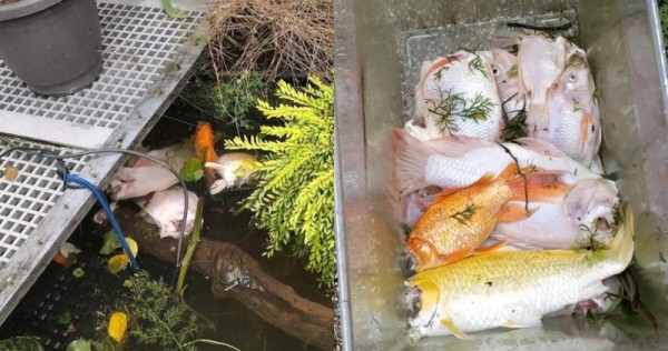 Otters raid Bukit Timah dwelling’s pond for koi, return for seconds and thirds inside days, Singapore Information