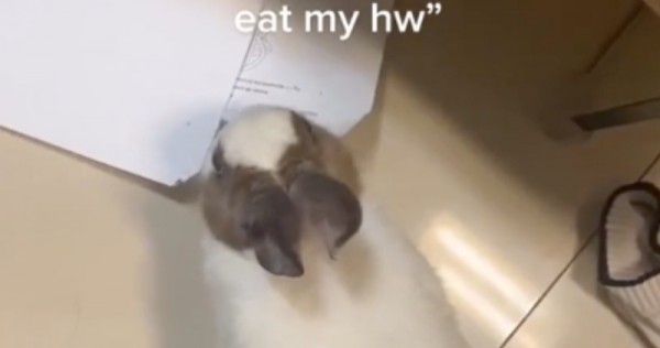 No joke: This pupil’s pet rabbit truly ate her homework, Singapore Information