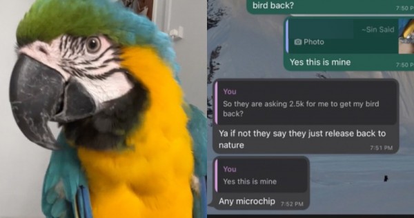 ‘Think about holding your child captive’: ‘Rescuers’ demand ,500 from girl to launch lacking pet macaw, Singapore Information