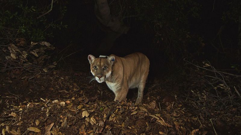 Mountain lion assaults and kills leashed chihuahua in Los Angeles