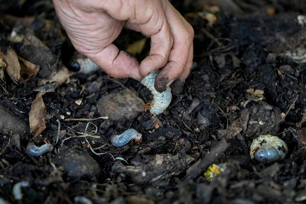 VIDEO: Arduous-working Colombian beetles clear rubbish, retire as pets