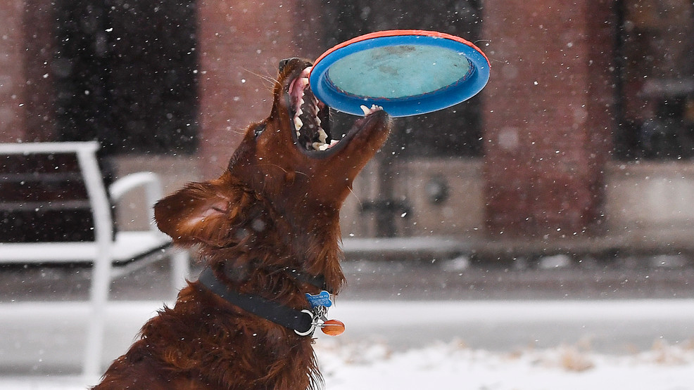 The way to preserve your pets protected throughout winter climate – KATU