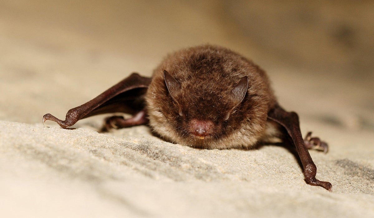 Bats Squeak to Echolocate Prey and Gossip in Dying Steel Growls, Researchers Discover – Science – Haaretz