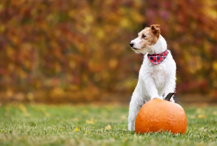 Recommendations on find out how to make a vacation plate that’s secure on your pet to devour