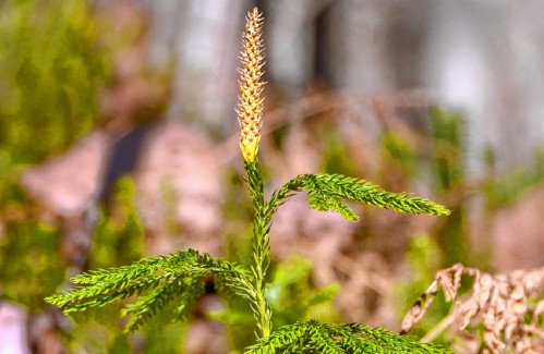 Talking of Nature: Remnants of the previous: The princess pine