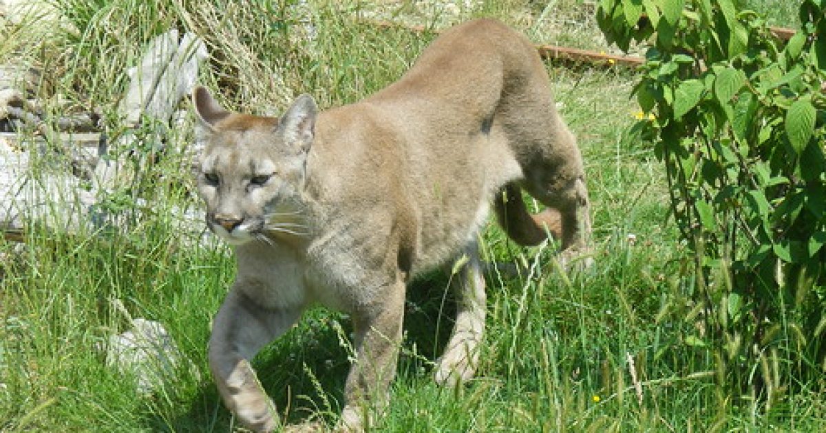 Pair of cougars preying on pets in Westsyde killed | Radio NL