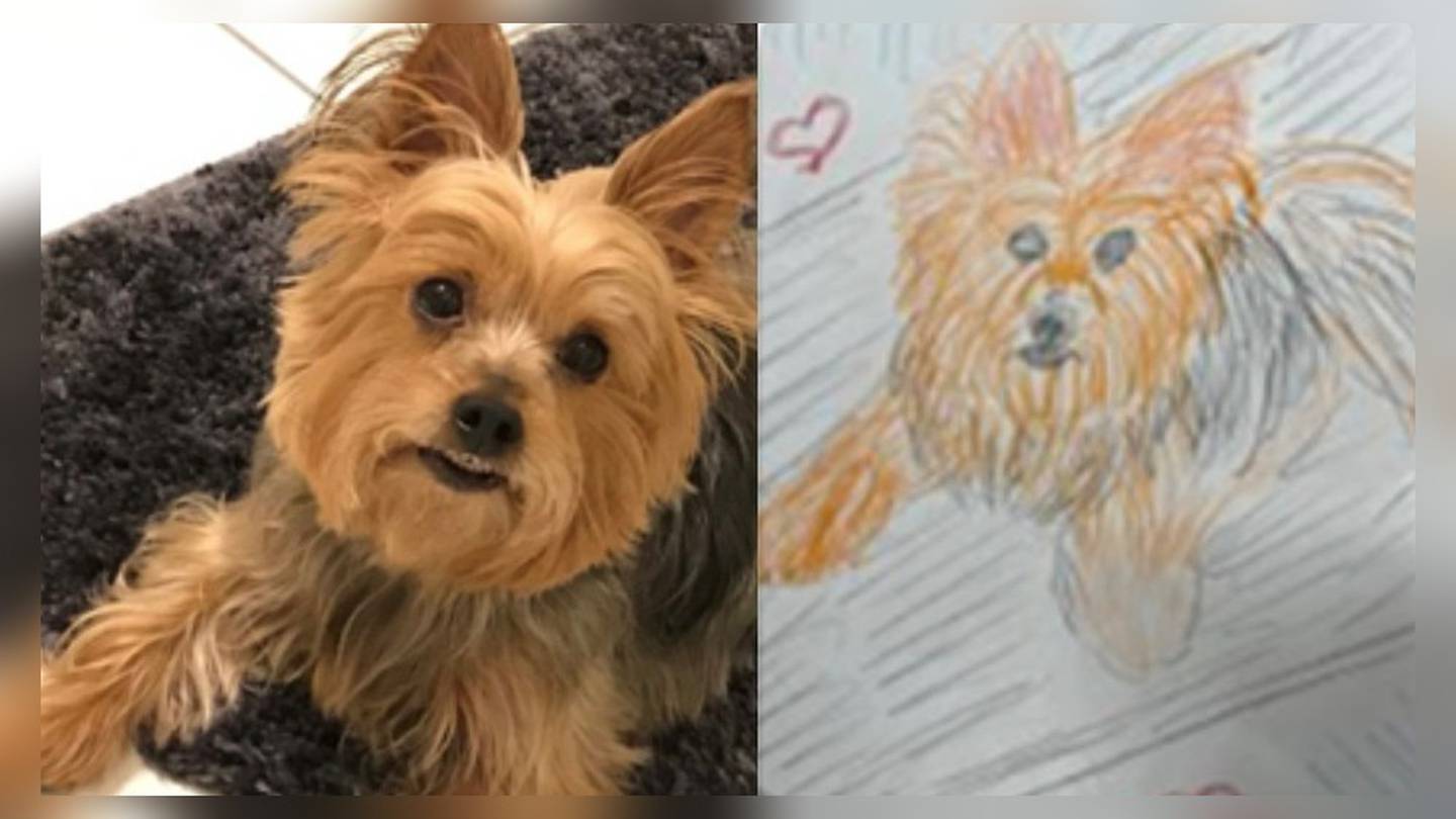 SICSA to carry ‘Mediocre Pet Portrait’ fundraiser on Giving Tuesday – WHIO TV 7 and WHIO Radio