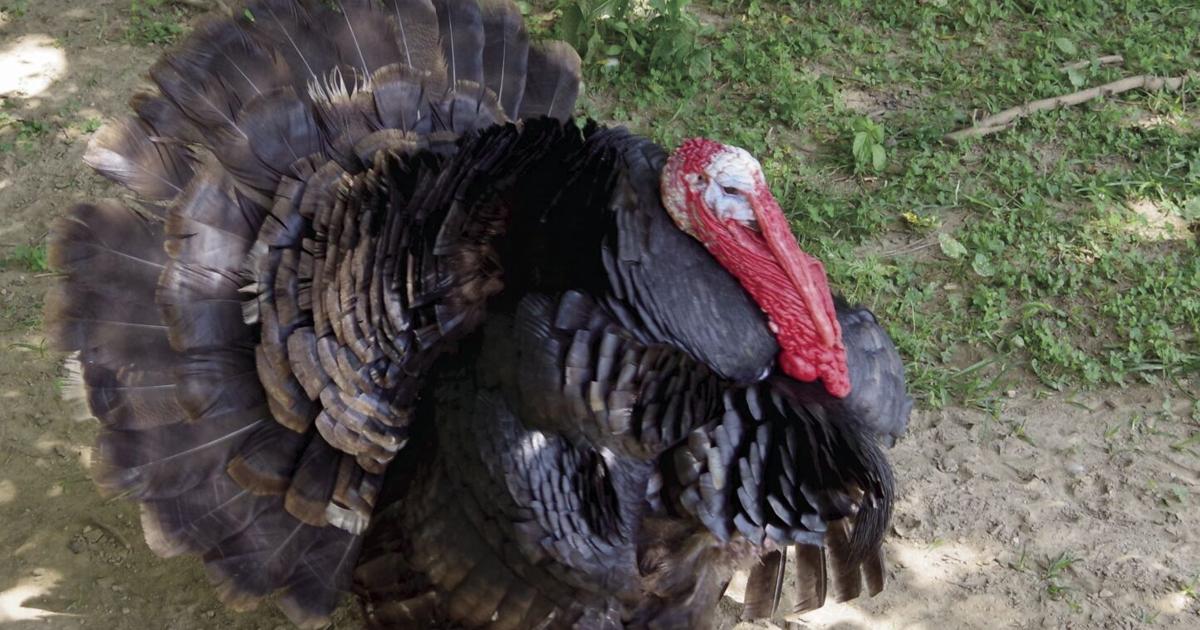 Pets: The historical past of turkeys and a few enjoyable info | Options