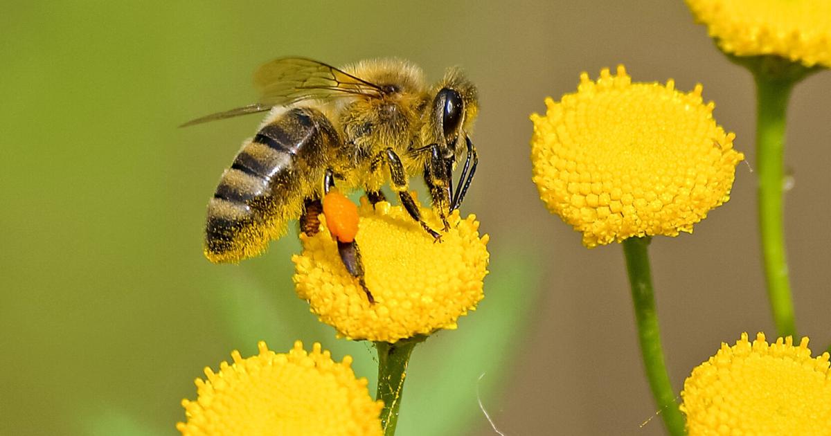 Useful bugs in backyard outnumber dangerous ones | Life-style | djournal.com – Northeast Mississippi Every day Journal