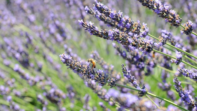 Ojai Valley Lavender Competition set to maneuver to Santa Barbara in 2023