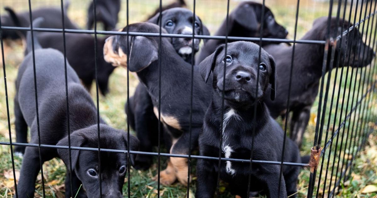 Rescue teams really feel the burden as Nebraska Humane Society sends away pets given up by homeowners