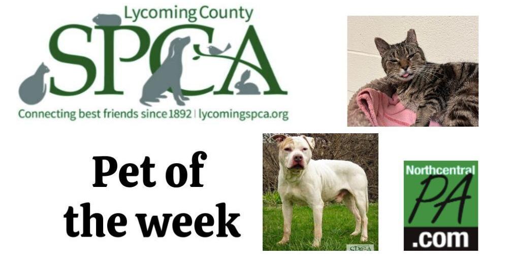 SPCA Pets of the week: Outdated Man and Gourd | Non-Revenue