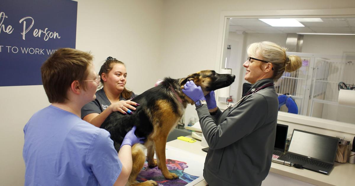 Accomplice Veterinary increasing into 24-hour look after pets, whereas additionally caring for employees