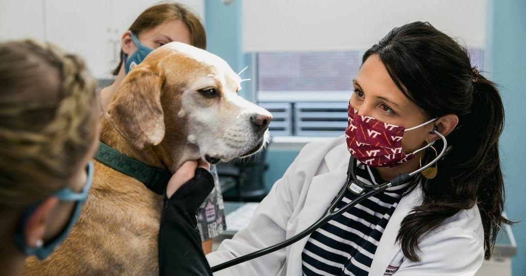 Virginia Tech pioneering most cancers take care of pets