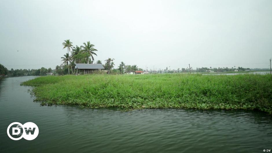 Backwater magnificence: Saving Kerala's wetlands – DW – 11/25/2022 – DW (English)