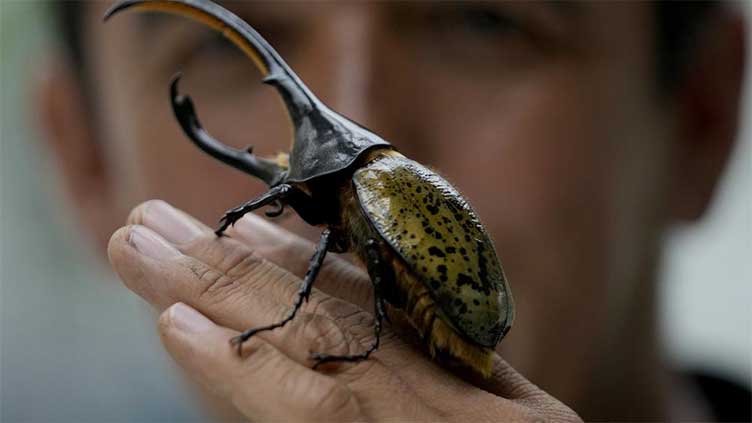 Exhausting-working Colombian beetles clear rubbish, retire as pets – WeirdNews