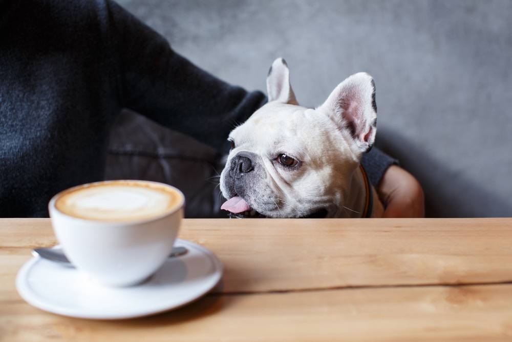 Roll over, Calzone! How pet names reveal a menu of culinary preferences