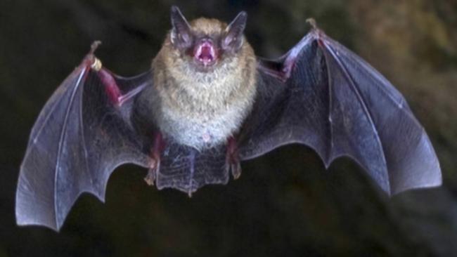 Scientists uncover new coronavirus in Chinese language bats