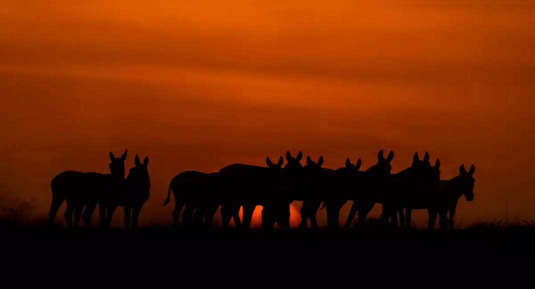 Little Rann of Kutch must be in your journey bucket listing. Right here’s why