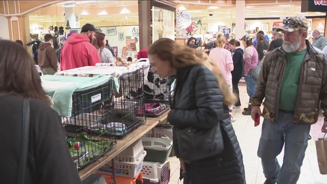 Grateful Fur Pets Expo held Saturday at McKinley Mall