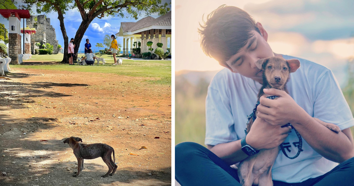 The heartbreaking photograph of a stray pup’s longing stare upon beloved pets (plus the joyful ending)