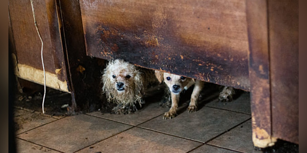 Employees rescue 50 urine-soaked, matted canines from residence