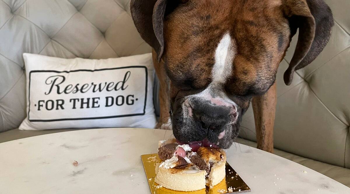 At San Francisco restaurant, pups chow on filet mignon