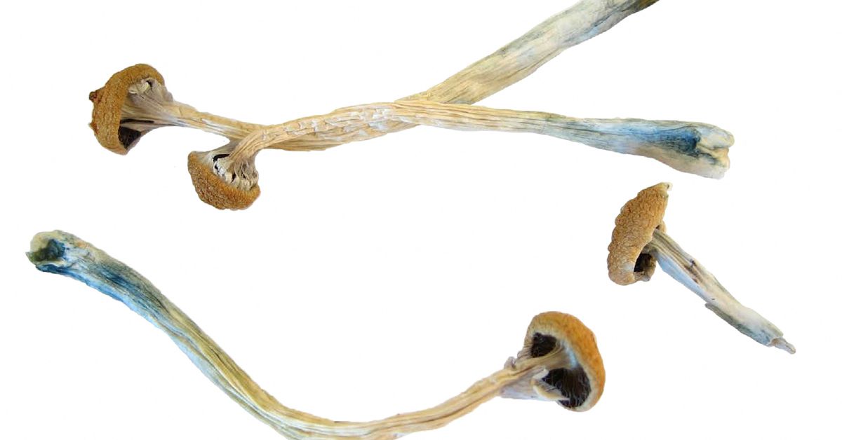 Magic mushroom compound reveals promise as despair therapy in key examine