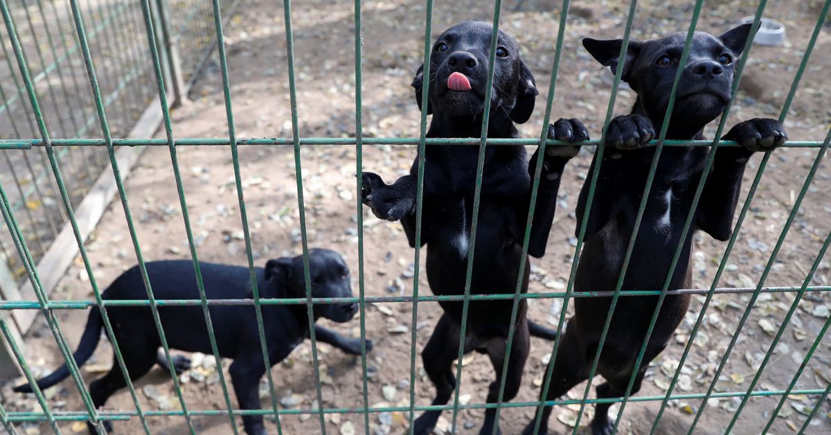 Pets returned to shelters in Hungary as house owners face rising prices