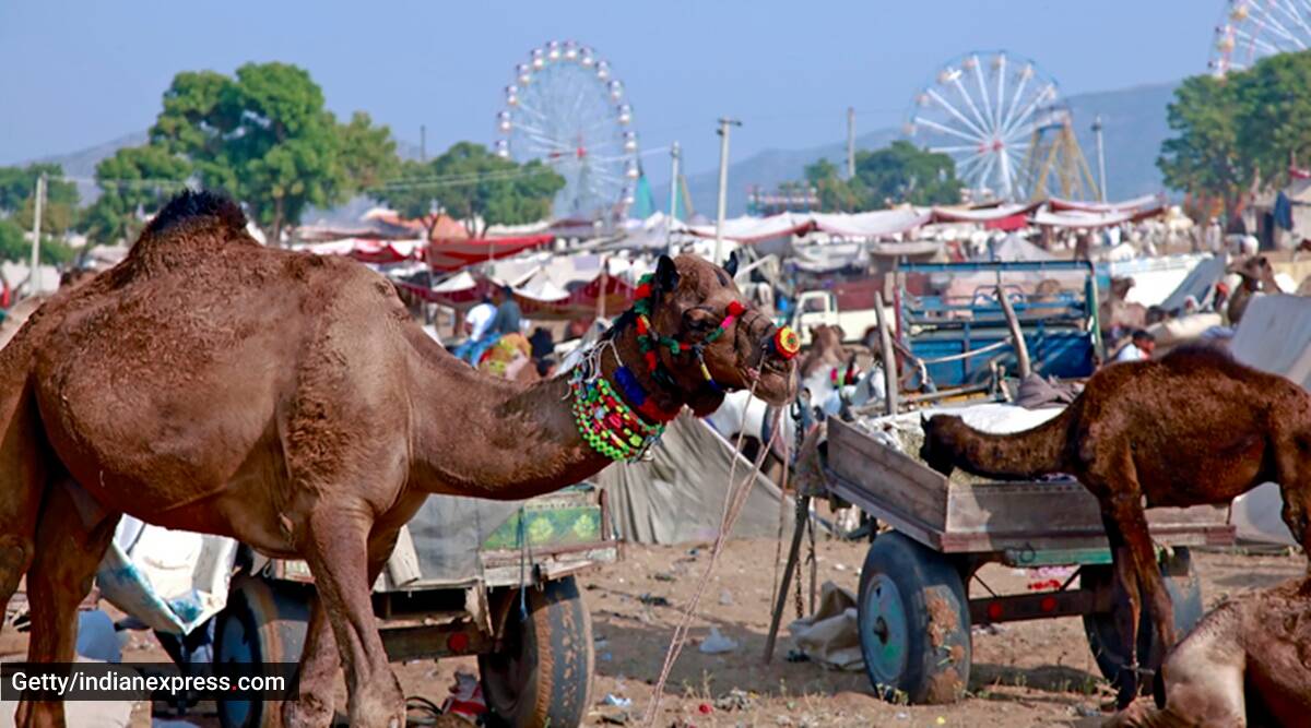 Rajasthan’s eight-day Pushkar Truthful begins in the present day; know extra about it