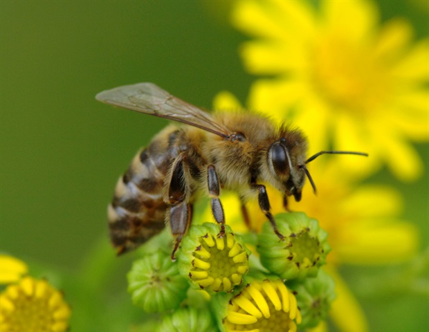 Honey improves key measures of cardiometabolic well being, research finds