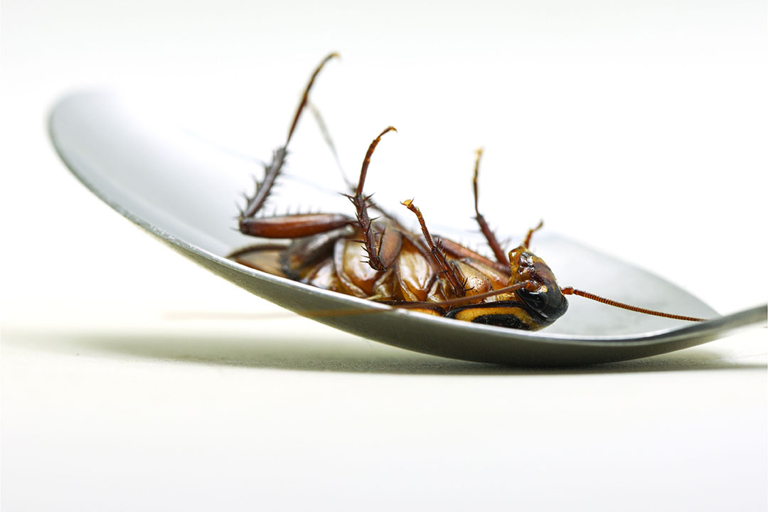 Can bugs present the required protein in pet meals?